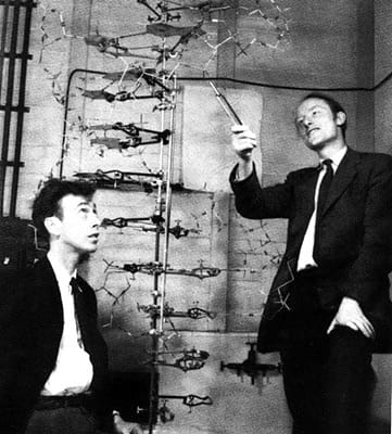 James D. Watson and Francis Crick with their model of the DNA molecule, the Double Helix, at Cavendish Laboratory, Cambridge University, l953